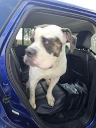 Found/Stray Male Dog last seen Near N off of 19, Tipton, IN 46072