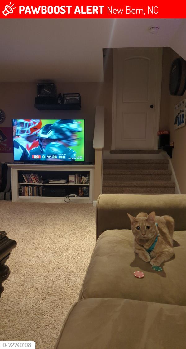 Lost Male Cat last seen Near Wingate dr, New Bern, NC 28562