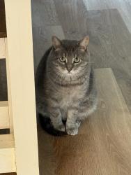 Lost Male Cat last seen Near 36th St. NE Canton, OH 44714, Canton, OH 44714