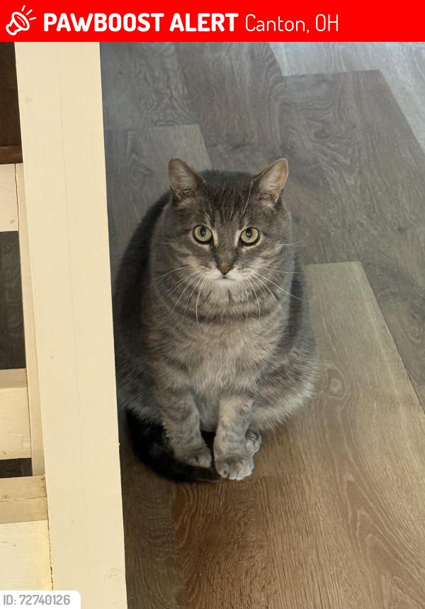 Lost Male Cat last seen Near 36th St. NE Canton, OH 44714, Canton, OH 44714