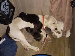 Lost Female Dog last seen Pines Blvd and Hiatus by Youfit, Pembroke Pines, FL 33026