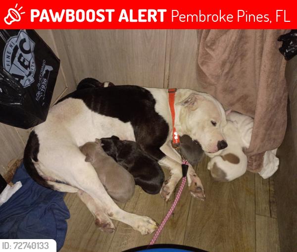 Lost Female Dog last seen Pines Blvd and Hiatus by Youfit, Pembroke Pines, FL 33026