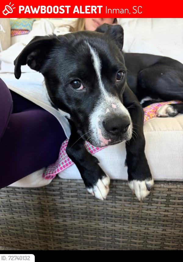Lost Male Dog last seen Inman, near Oakland Elementary School, Inman, SC 29349