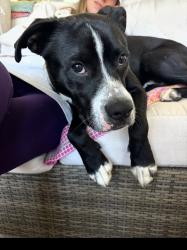 Lost Male Dog last seen Inman, near Oakland Elementary School, Inman, SC 29349