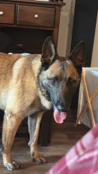 Found/Stray Male Dog last seen Near , Robert, LA 70455