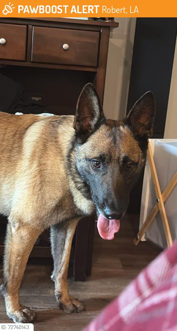 Found/Stray Male Dog last seen Near , Robert, LA 70455
