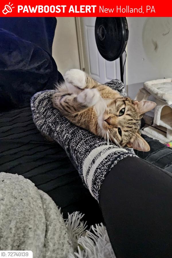 Lost Female Cat last seen Toyota dealership , New Holland, PA 17557