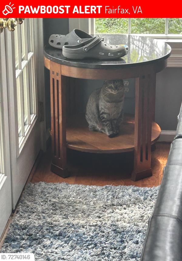 Lost Female Cat last seen Navy elementary school, Fairfax, VA 22033