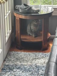 Lost Female Cat last seen Navy elementary school, Fairfax, VA 22033