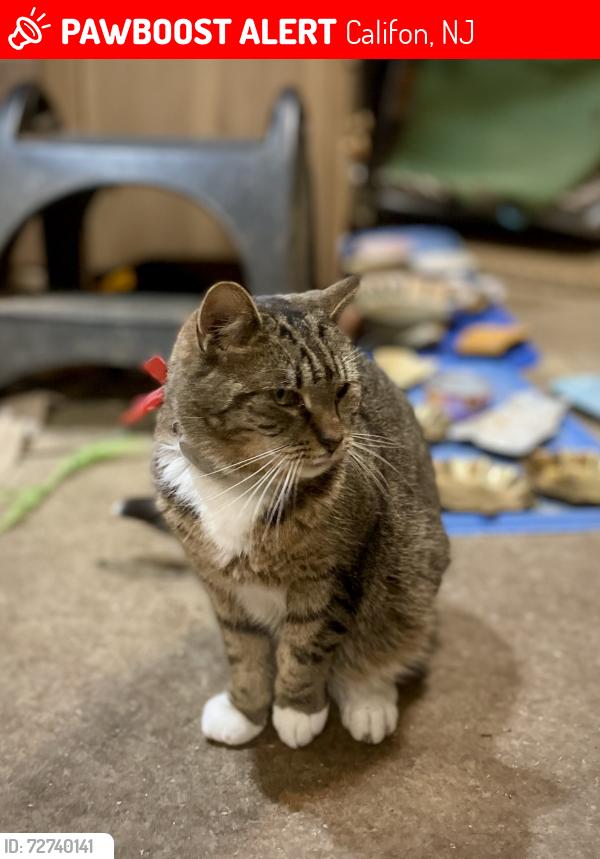 Lost Female Cat last seen Farmersville Road, Califon, NJ 07830