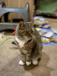 Lost Female Cat last seen Farmersville Road, Califon, NJ 07830