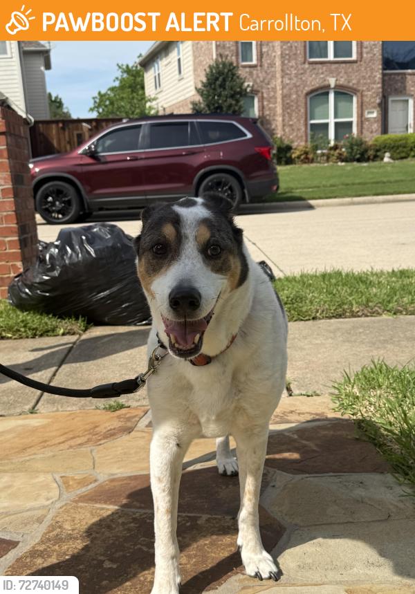 Found/Stray Male Dog last seen Palo Duro drive , Carrollton, TX 75007
