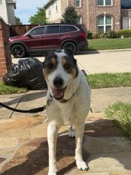 Found/Stray Male Dog last seen Palo Duro drive , Carrollton, TX 75007
