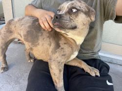 Found/Stray Female Dog last seen Owens and Pecos, North Las Vegas, NV 89030