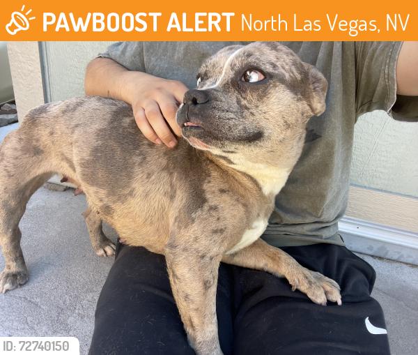 Found/Stray Female Dog last seen Owens and Pecos, North Las Vegas, NV 89030