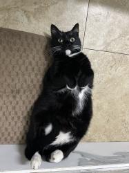 Lost Male Cat last seen hse, Lakeside, CA 92040