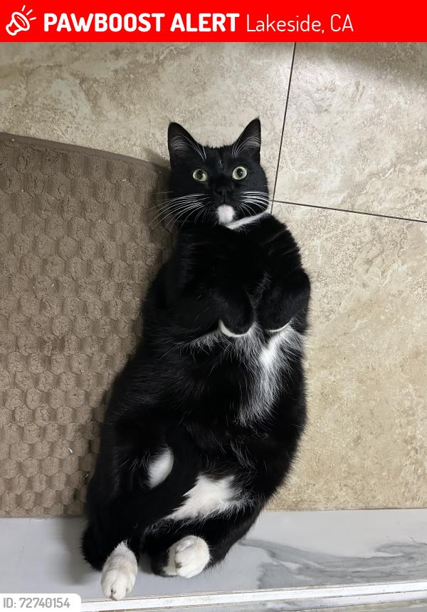 Lost Male Cat last seen hse, Lakeside, CA 92040