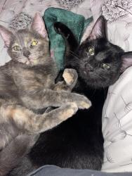 Lost Female Cat last seen Hubbel, Des Moines, IA 50317