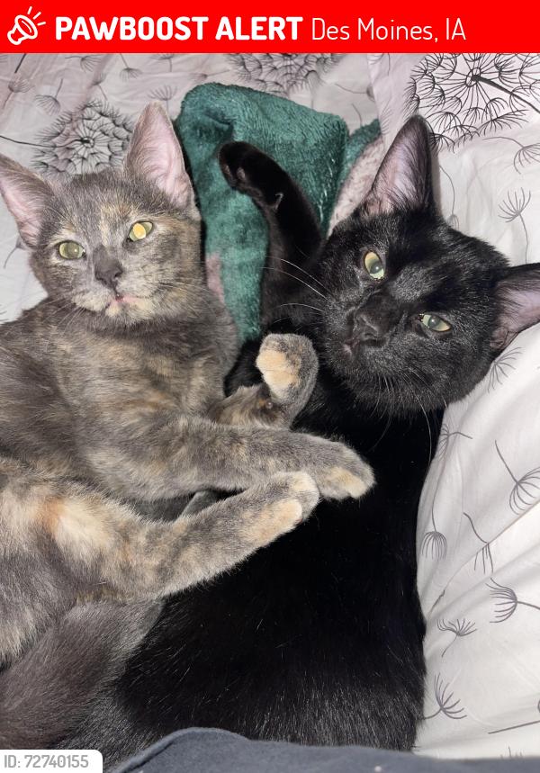 Lost Female Cat last seen Hubbel, Des Moines, IA 50317