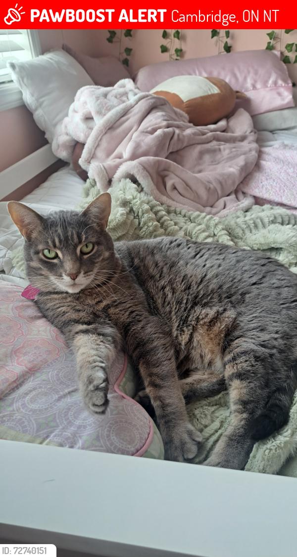 Lost Female Cat last seen Near Canamera/ Baintree, Cambridge, ON N1T