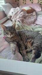 Lost Female Cat last seen Near Canamera/ Baintree, Cambridge, ON N1T