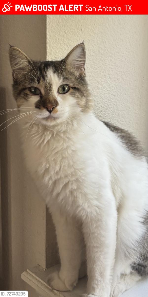 Lost Male Cat last seen New guilbeau and arch Brg , San Antonio, TX 78254