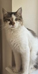 Lost Male Cat last seen New guilbeau and arch Brg , San Antonio, TX 78254