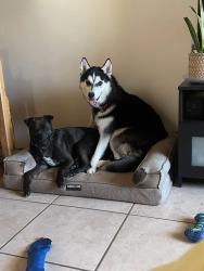 Lost Male Dog last seen 5th and Swan , Tucson, AZ 85711