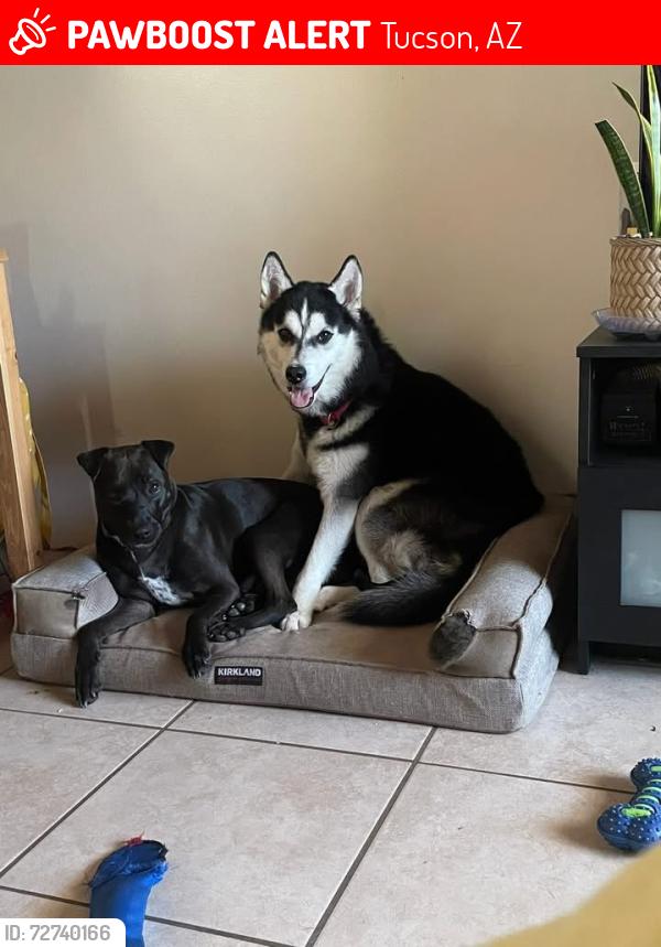 Lost Male Dog last seen 5th and Swan , Tucson, AZ 85711