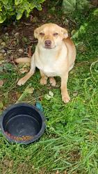 Found/Stray Unknown Dog last seen Horton, AL, Horton, AL 35980