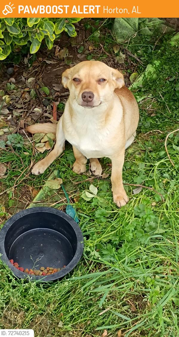 Found/Stray Unknown Dog last seen Horton, AL, Horton, AL 35980