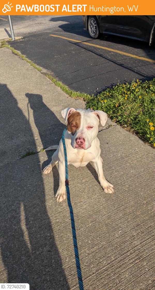 Found/Stray Male Dog last seen 20th street & 6 Ave, Huntington, WV 25703