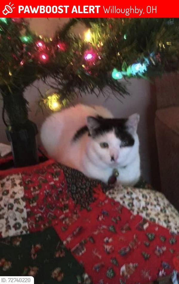 Lost Female Cat last seen Harmony streer, Willoughby, OH 44094