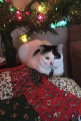 Lost Female Cat last seen Harmony streer, Willoughby, OH 44094