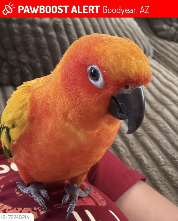 Lost Male Bird last seen Dysart y Thomas , Goodyear, AZ 85338