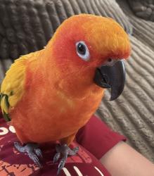 Lost Male Bird last seen Dysart y Thomas , Goodyear, AZ 85338