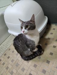 Found/Stray Female Cat last seen East 7 street ave D , New York, NY 10009