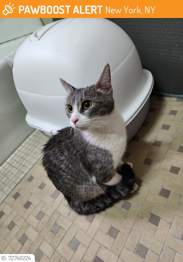 Found/Stray Female Cat last seen East 7 street ave D , New York, NY 10009