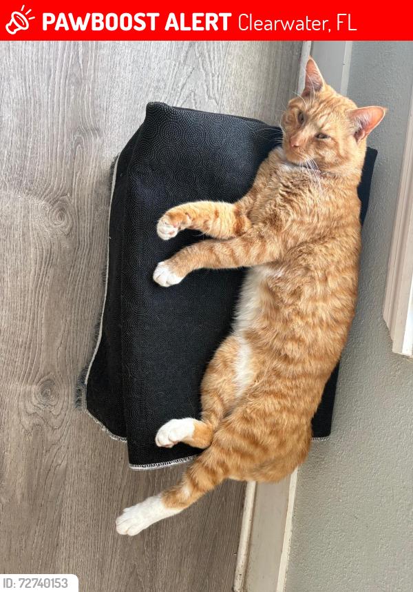 Lost Male Cat last seen Missouri Ave. & Cleveland St. , Clearwater, FL 33756