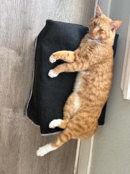 Lost Male Cat last seen Missouri Ave. & Cleveland St. , Clearwater, FL 33756