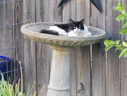 Lost Male Cat last seen West Airport,  Dawncrest, Sugar Land, TX 77498