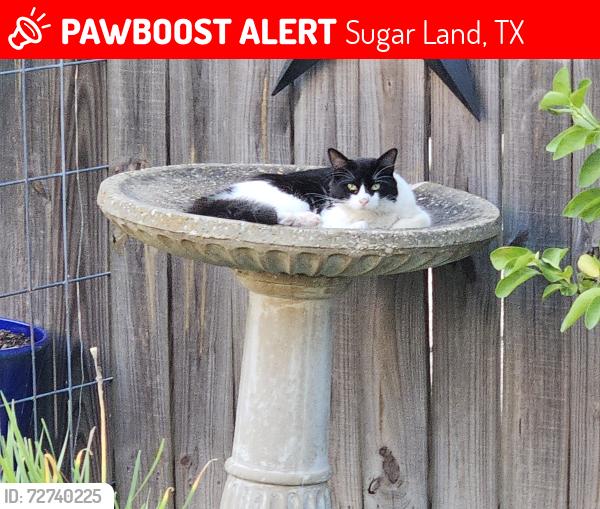Lost Male Cat last seen West Airport,  Dawncrest, Sugar Land, TX 77498
