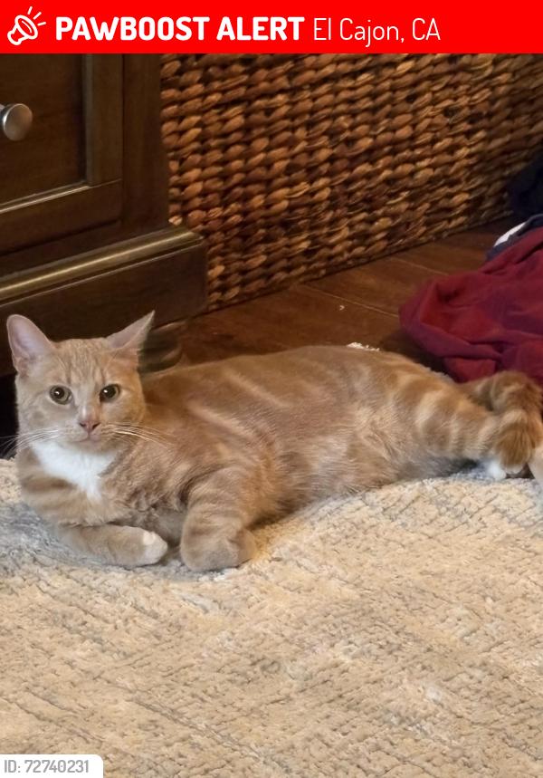 Lost Male Cat last seen Albratross , El Cajon, CA 92021