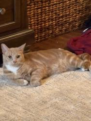 Lost Male Cat last seen Albratross , El Cajon, CA 92021