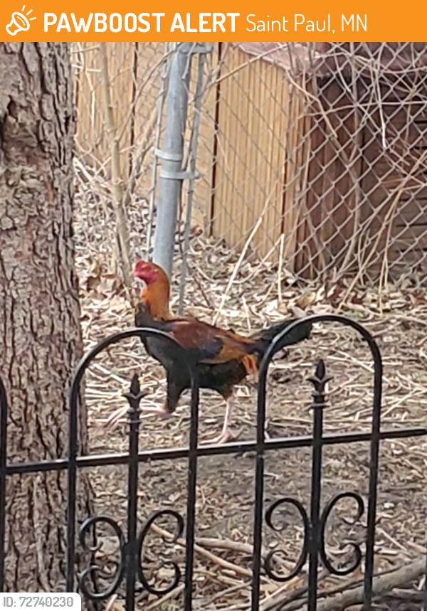 Found/Stray Unknown Bird last seen Earl Street and Wakefield Ave , Saint Paul, MN 55106