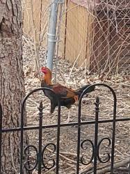 Found/Stray Unknown Bird last seen Earl Street and Wakefield Ave , Saint Paul, MN 55106