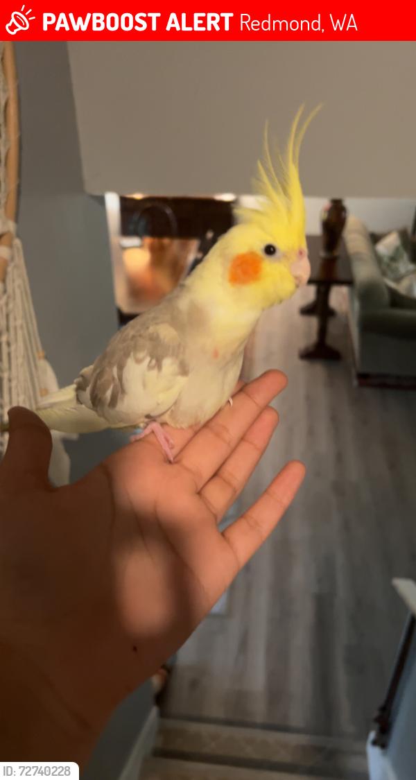 Lost Unknown Bird last seen Old Redmond Road, Redmond, WA 98052