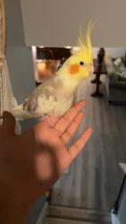 Lost Unknown Bird last seen Old Redmond Road, Redmond, WA 98052