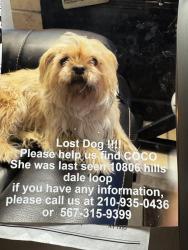 Lost Female Dog last seen Prue, San Antonio, TX 78249