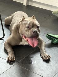 Found/Stray Male Dog last seen Weinberg Nature Park, off the Hutch, Scarsdale, NY 10583